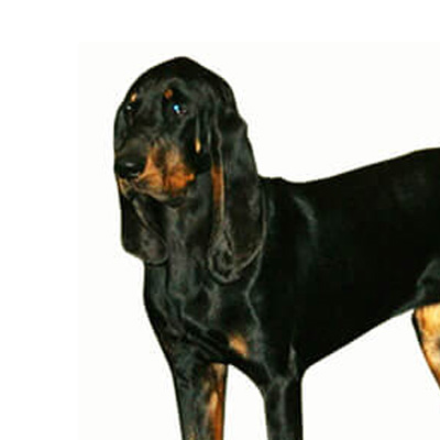 coonhound-preto-e-castanho