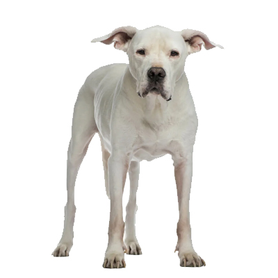 dogo-argentino