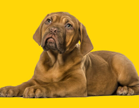 dogue-de-bordeaux-filhote