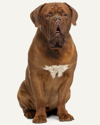 dogue-de-bordeaux-guia-racas