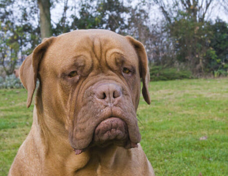 dogue-de-bordeaux-saudavel