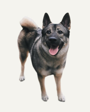 elkhound-noruegues-guia-racas