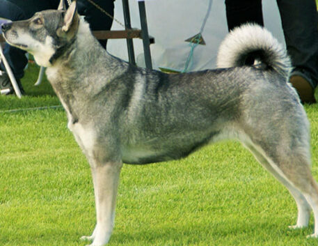 elkhound-noruegues-saudavel