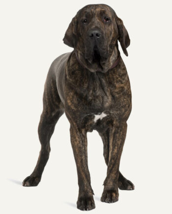 fila-brasileiro-guia-racas