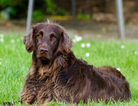 flat-coated-retriever-saudavel