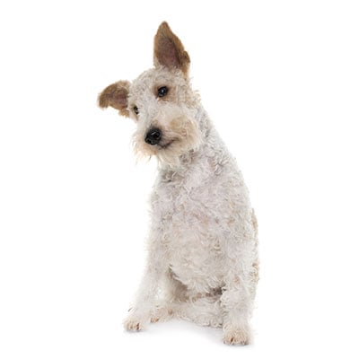 fox-terrier-pelo-duro