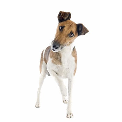 fox-terrier-pelo-liso
