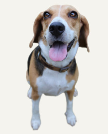 foxhound-americano-guia-racas