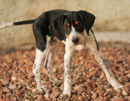 foxhound-americano-saudavel