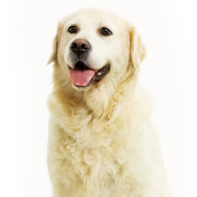 golden-retriever