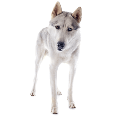 husky-siberiano