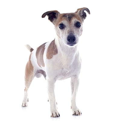 jack-russel