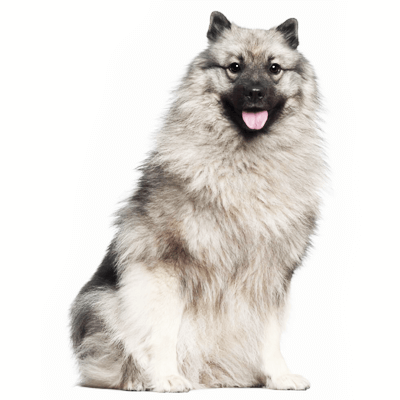 keeshond