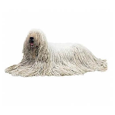 komondor-relacionadas