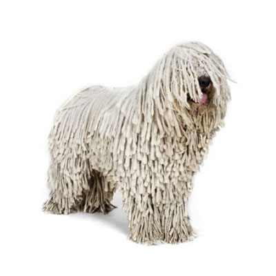 komondor