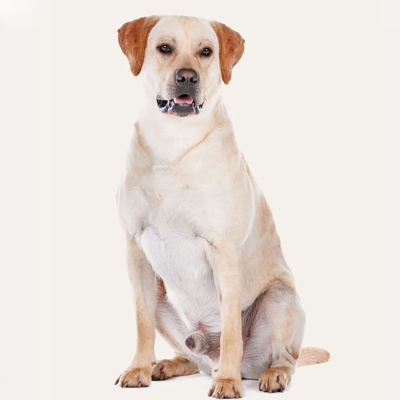 labrador-1
