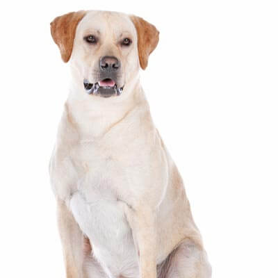 labrador