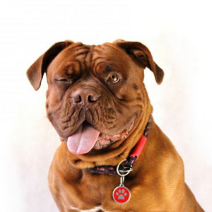 mastiff