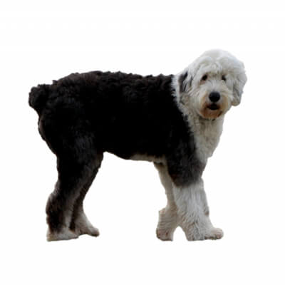 old-english-sheepdog