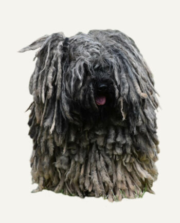 pastor-bergamasco-guia-racas