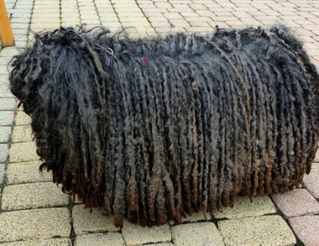 pastor-bergamasco-saudavel