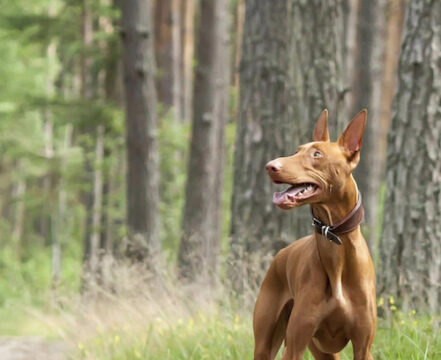 pharaoh-hound