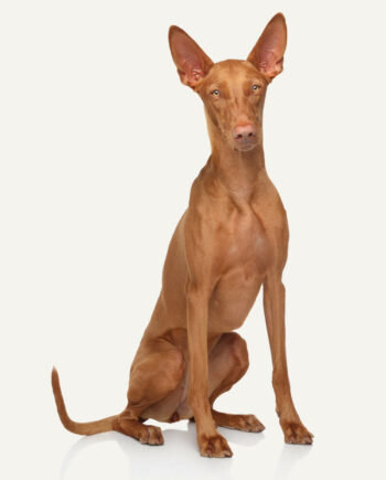 pharaoh-hound-guia-racas