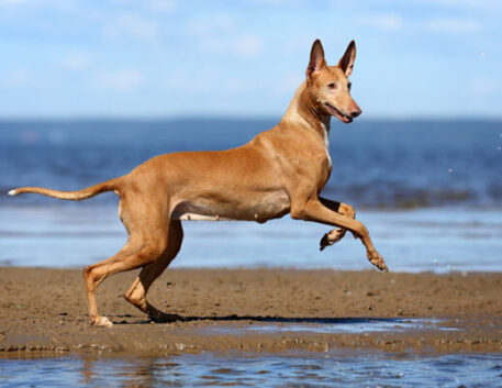 pharaoh-hound-saudavel
