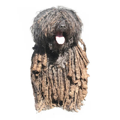 puli