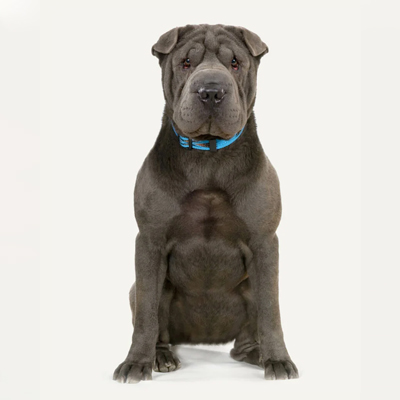 shar-pei