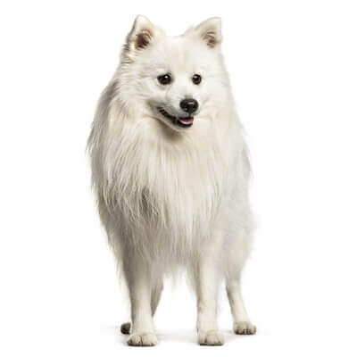 spitz-japones