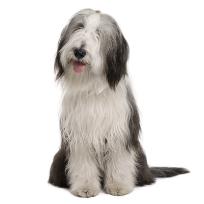 bearded-collie