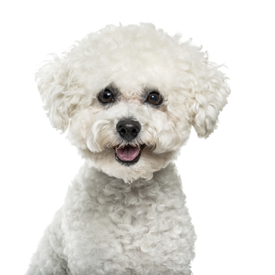 bichon-frise