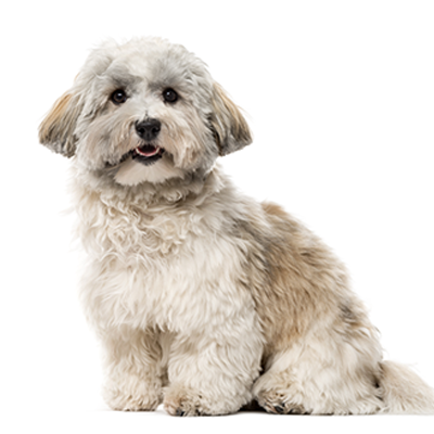 bichon-havanes