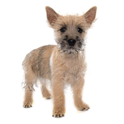 cairn-terrier