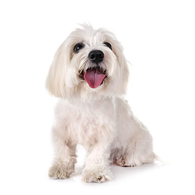 conton-de-tulear