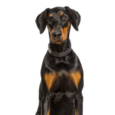doberman