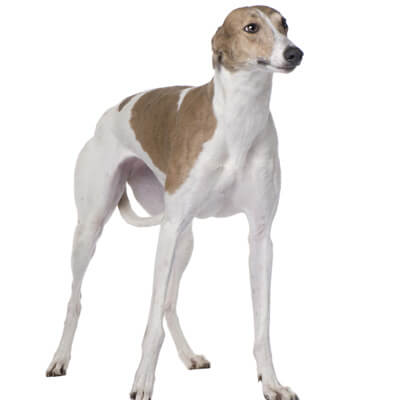 greyhound-relacionada