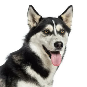 husky