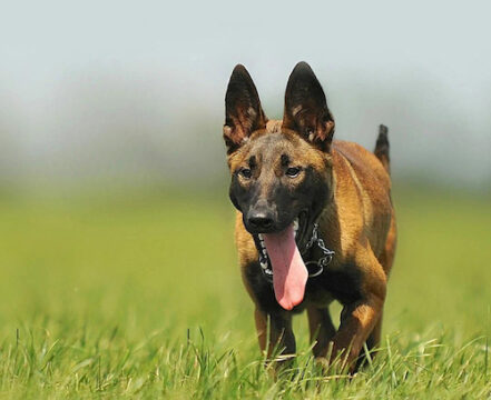 kelpie-australiano