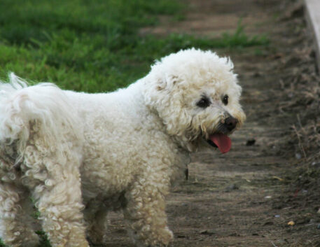 komondor-filhote