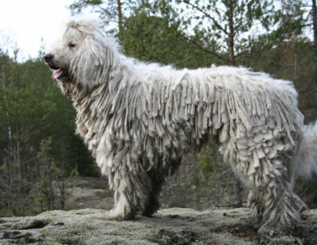 komondor-saudavel