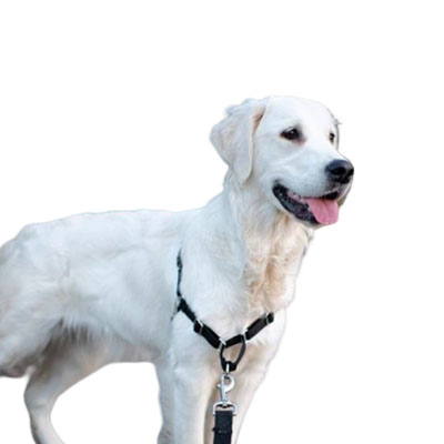 kuvasz-1