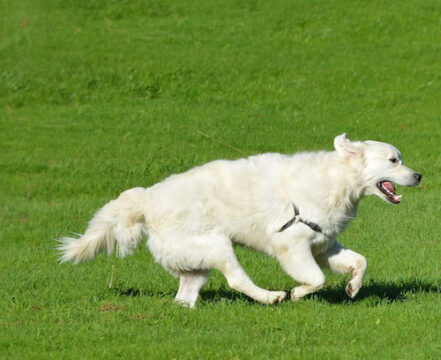 kuvasz-brincando