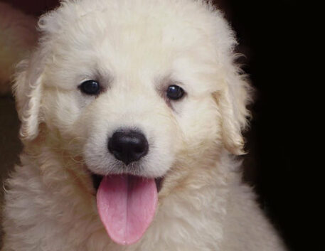 kuvasz-filhote