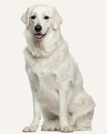 kuvasz-guia-racas