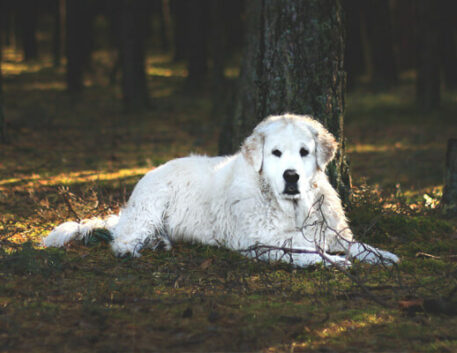 kuvasz-saudavel