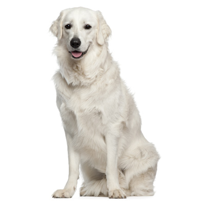 kuvasz