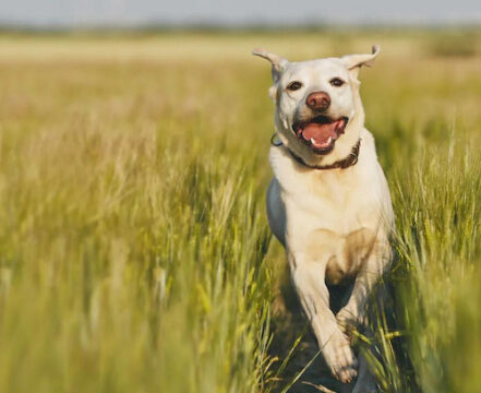 labrador