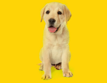 labrador-filhote